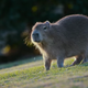 A capybara checks out the Argentinian suburbs in The Year Earth Changed